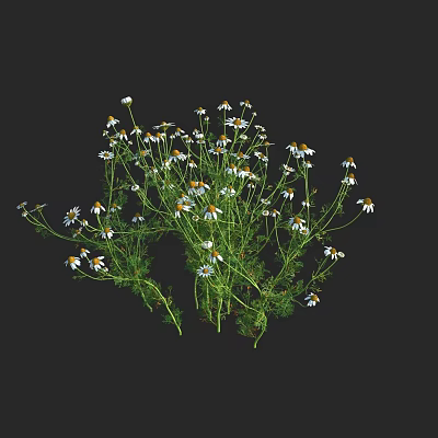 Modern fruity chrysanthemum Roman chamomile British chamomile spring yellow chrysanthemum golden chrysanthemum white flower spring chrysanthemum Rome wipe twilight rice spicy flowers and plants 3d model