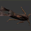 Interesting Insect With Long Tail Patterned Wings And Orange Legs On Dark Background 3d model
