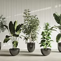 Potted Plants in Black Pots with Various Leaf Types and White Striped Wall Background