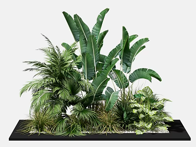 Various Green Plants With Large Leaves In Black Tray For Indoor Decoration 3d model