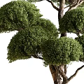 Bonsai Plant With Lush Green Leaves And Trimmed Branch Structure In Cylindrical Pot
