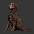 Brown Curly Haired Dog Sitting Gracefully On Dark Background With Reflection 3d model