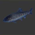 Vibrant Orange Spotted Red Finned Fresh Fish As Essential Culinary Ingredient For Daily Kitchen Use