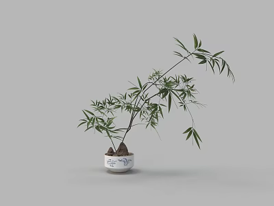 Elegant Bamboo Bonsai Plant in White Blue Patterned Pot with Exposed Roots for Indoor Decor 3d model