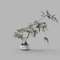 Elegant Bamboo Bonsai Plant in White Blue Patterned Pot with Exposed Roots for Indoor Decor