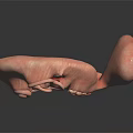 Detailed 3D Anatomical Structure Model With Pink Textured Curled Design For Medical Education