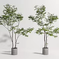 Two Lush Bonsai Trees With Green Foliage In Gray Pots For Indoor Decor