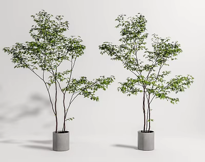 Two Lush Bonsai Trees With Green Foliage In Gray Pots For Indoor Decor 3d model
