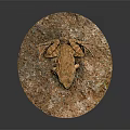 Brown Toad With Rough Skin And Black Eyes On Spotted Stone Against Dark Background