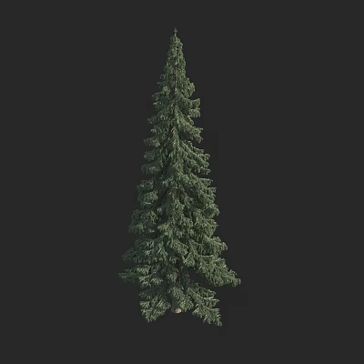 Tall Lush Evergreen Arbor Featuring Dense Green Foliage And Extended Branches 3d model