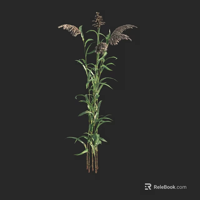 Tall Green Ornamental Grass With Feathery Purple Plumes For Garden Decor 3d model 