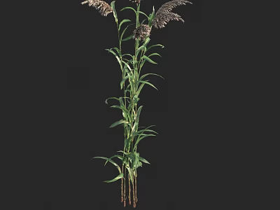 Tall Green Ornamental Grass With Feathery Purple Plumes For Garden Decor 3d model