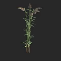 Tall Green Ornamental Grass With Feathery Purple Plumes For Garden Decor