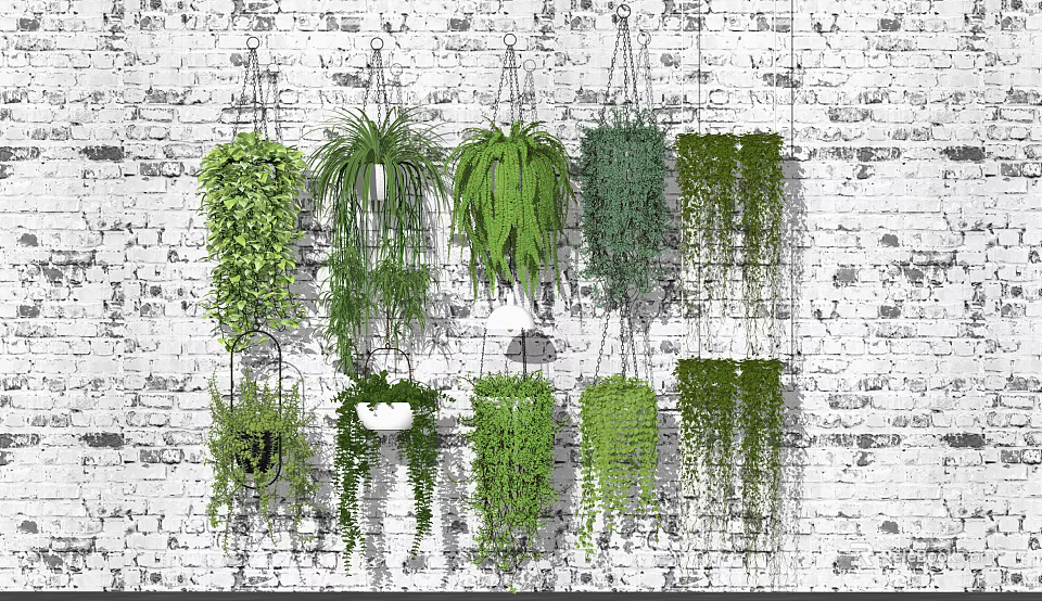 Indoor Greenery Decoration With Various Hanging Basket Plants On White Brick Wall 3d model 