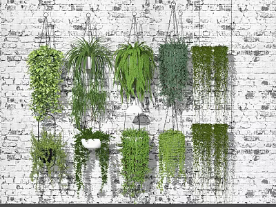 Indoor Greenery Decoration With Various Hanging Basket Plants On White Brick Wall 3d model