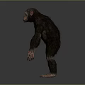 Realistic Chimpanzee 3D Model In Standing Pose With Dark Fur And Gray Background