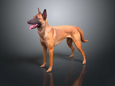 Brown Dog With Erect Ears Open Mouth And Tongue Out On Dark Background 3d model
