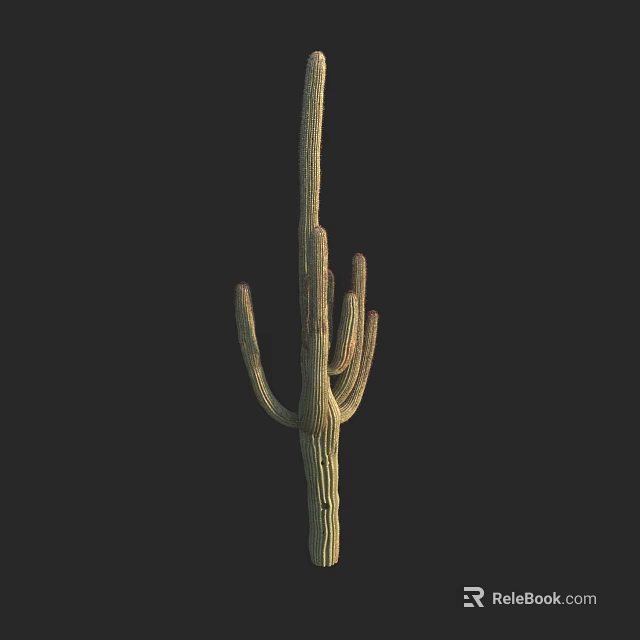 Tall Green Cactus Plant With Spiny Arms Isolated On Black Background 3d model 