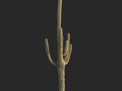 Tall Green Cactus Plant With Spiny Arms Isolated On Black Background 3d model