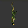 Green Plants in Different Growth Stages with Yellow Flowers on Gray Background and Reflections