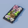 Bonsai Succulent Plants In Black Rectangular Tray With Pink Green White Varieties Neatly Arranged