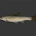 Silver Fish with Orange Fins and Tail Floating in Gray Background with Shiny Reflection