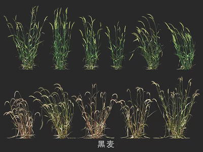 Healthy Rye Crop Varieties Displaying Diverse Growth Stages And Colors 3d model