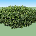 Two Lush Green Well Trimmed Round Shrubs For Garden Landscape Design