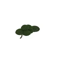 Ficus microcarpa Tree Planter With Lush Green Rounded Canopy And Thick Foliage