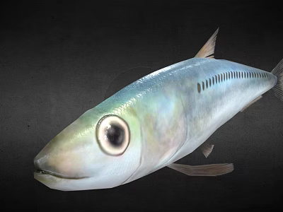 Realistic 3D Rendered Silver Fish With Large Eye On Black Background 3d model