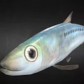Realistic 3D Rendered Silver Fish With Large Eye On Black Background 3d model