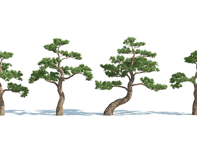 Pine Trees With Curved Trunks And Lush Green Foliage Arranged In A Row 3d model