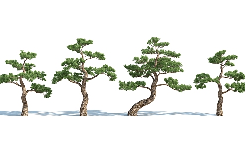 Modern Pine 3d model