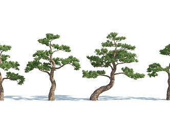 Modern Pine 3d model