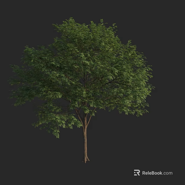 Lush Green Arbor with Dense Foliage and Tall Brown Trunk Isolated on Dark Background 3d model 