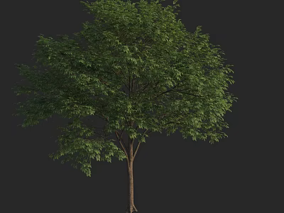 Lush Green Arbor with Dense Foliage and Tall Brown Trunk Isolated on Dark Background 3d model
