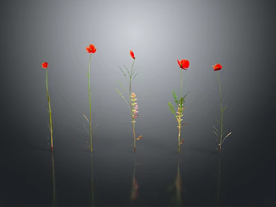 Red Flowers With Slender Stems Blooming Against Gray Background And Reflections 3d model