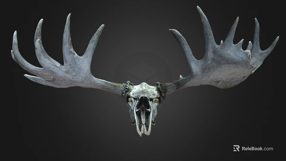 Large Moose Skull With Massive Antlers On Dark Background 3d model