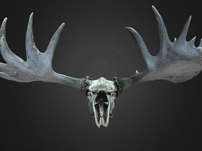 Large Moose Skull With Massive Antlers On Dark Background 3d model