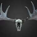 Large Moose Skull With Massive Antlers On Dark Background 3d model