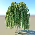 The Graceful Weeping Willow Tree with Long Hanging Green Branches Against Clear Blue Sky