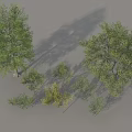 Diverse Arbor Trees Collection With Various Sizes Green Foliage And Heights