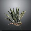 Tall Agave Plant With Green Pointed Leaves And Decorative Colored Base