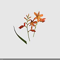 Vibrant Orange Flowers With Green Leaves And Buds On Black Background