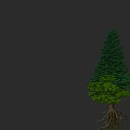 Tall Arbor With Dark Green Crown Light Green Leaves And Exposed Roots On Black Background