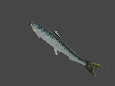 Fresh Silver Fish With Green Tail Natural Appearance For Healthy Seafood Dishes And Delicious Food 3d model