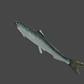 Fresh Silver Fish With Green Tail Natural Appearance For Healthy Seafood Dishes And Delicious Food