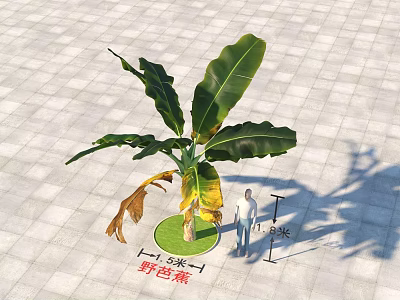 Wild Banana Tree with 3 Meters Height on Square Paved Ground and Human Figure 3d model