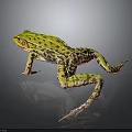 Vibrant Green Spotted Frog Standing On Dark Background With Reflection 3d model