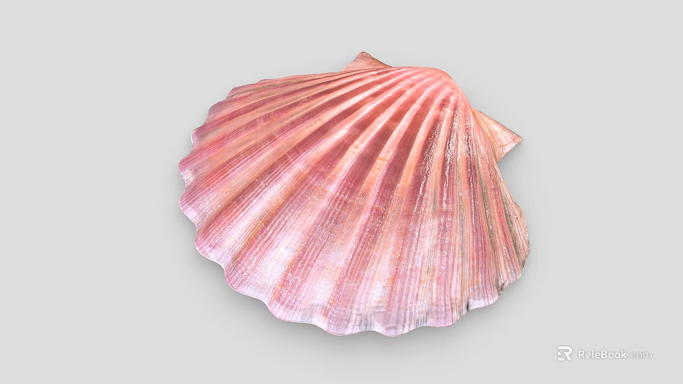 Beautiful Scallop Marine Animal With Pink Fan Shaped Shell And Shiny Texture 3d model 
